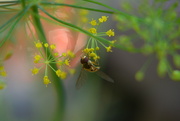 30th Aug 2021 - Insect on  Dill