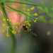 Insect on  Dill by ziggy77