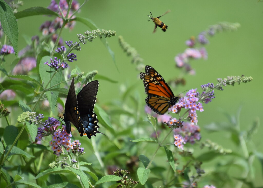 Busy Day at the Butterfly Bush by genealogygenie