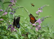 29th Aug 2021 - Busy Day at the Butterfly Bush