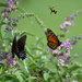 Busy Day at the Butterfly Bush by genealogygenie