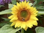30th Aug 2021 - My one and only sunflower