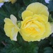 Yellow Begonia  by denful