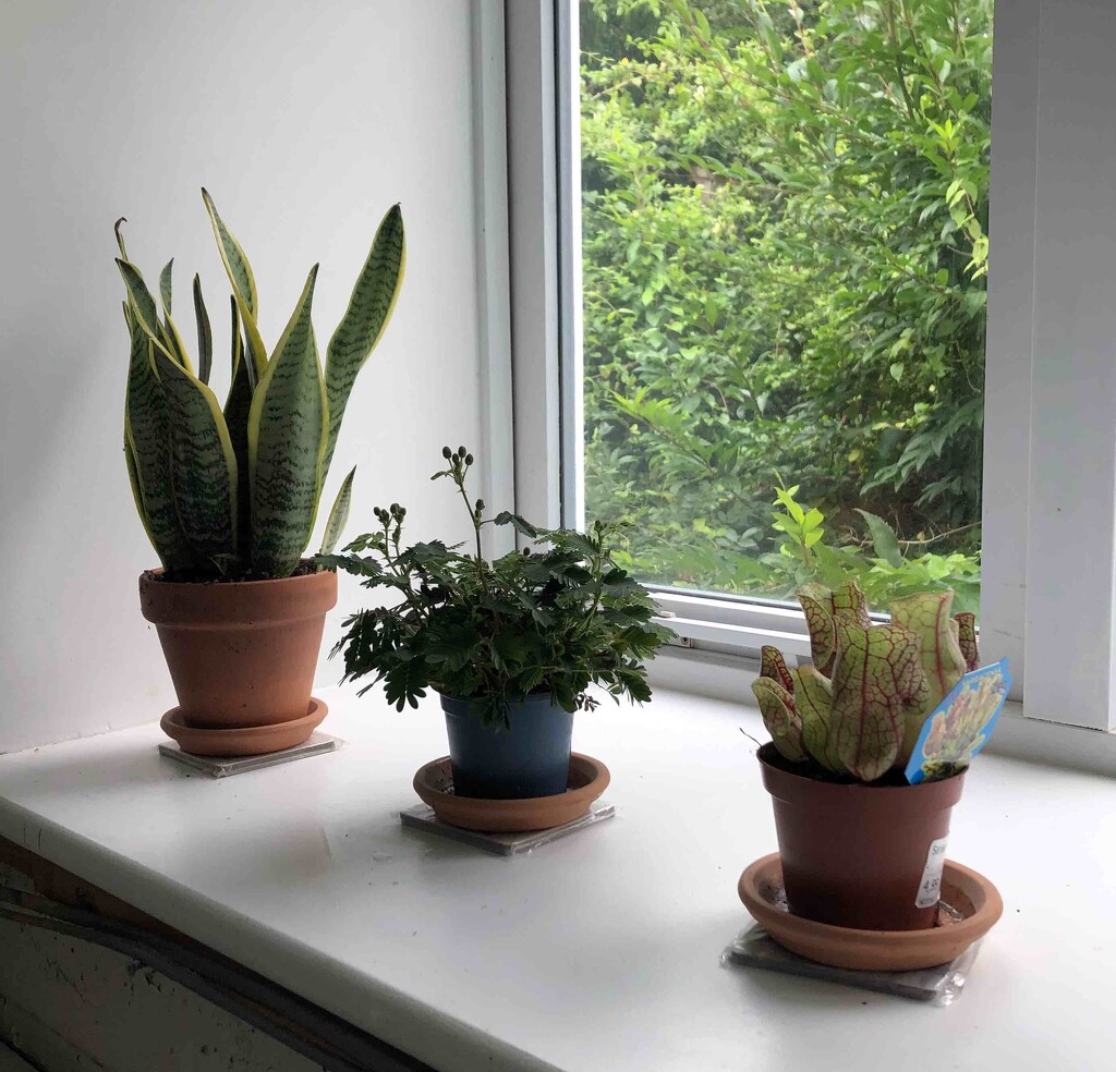 House Plants by arkensiel