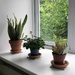House Plants by arkensiel