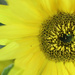 Sunflower  by phil_sandford
