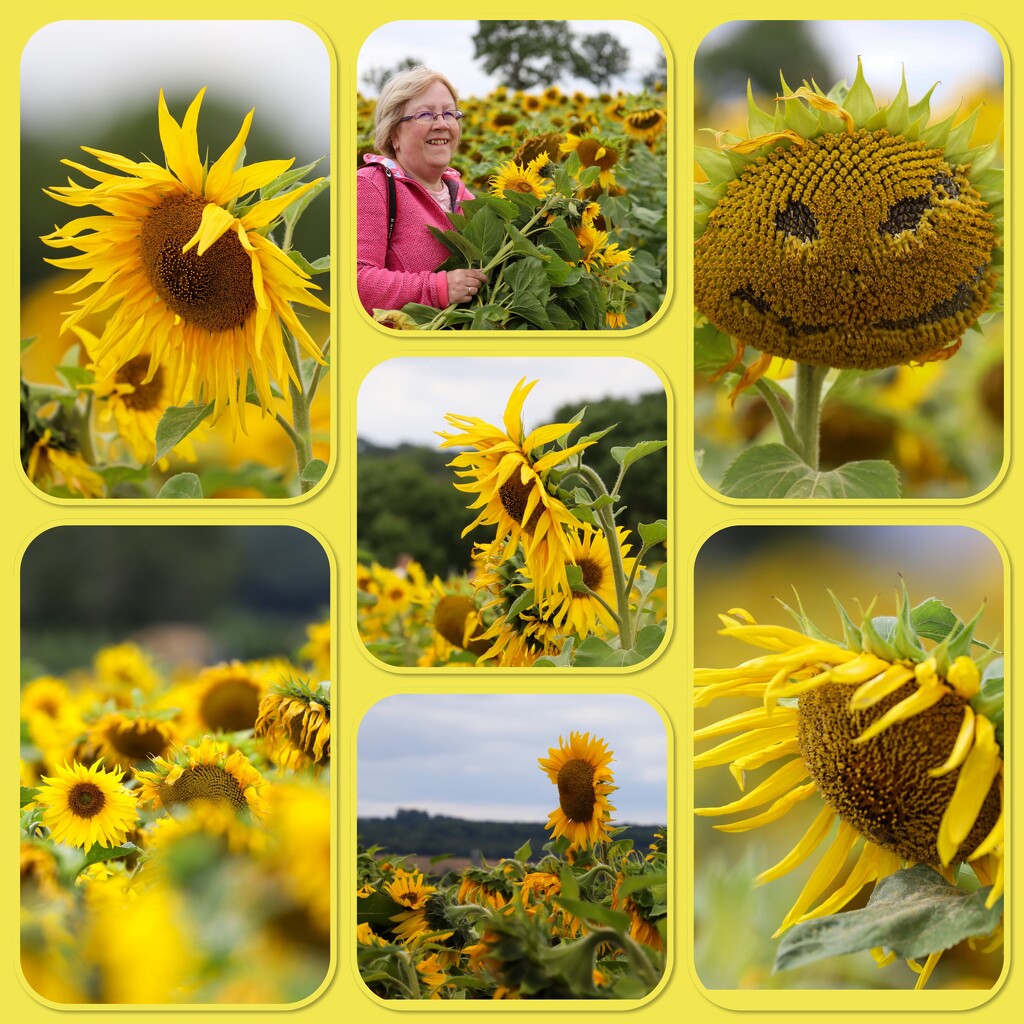Ketton Sunflowers by phil_sandford