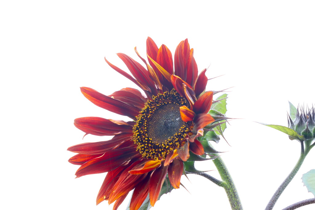 Sunflower by davemockford
