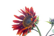 29th Aug 2021 - Sunflower