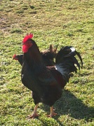 9th Jan 2011 - Rooster