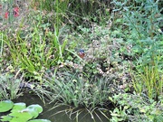 28th Aug 2021 - Kingfisher in Context