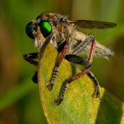 30th Aug 2021 - Giant Robber Fly 