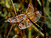 30th Aug 2021 - calico pennant 