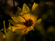 30th Aug 2021 - prairie sunflower