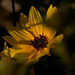 prairie sunflower by rminer