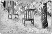 29th Aug 2021 - Under the old apple tree
