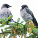 Hooded Crows by lifeat60degrees