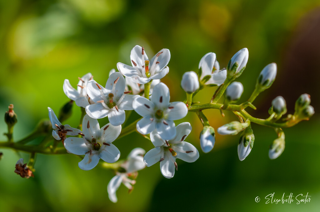 Small white flowers by elisasaeter