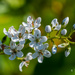 Small white flowers by elisasaeter