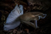 30th Aug 2021 - Forest Fungi