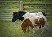 26th Aug 2021 - 0826 - Shetland Ponies (in Shetland)