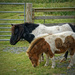 0826 - Shetland Ponies (in Shetland) by bob65