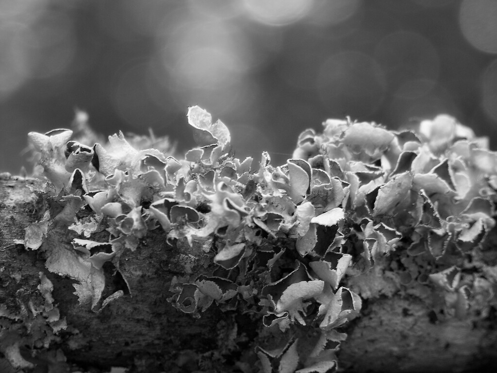 Perforated ruffle lichen... by marlboromaam