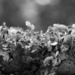 Perforated ruffle lichen... by marlboromaam