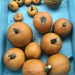 Pumpkins! by beckyk365