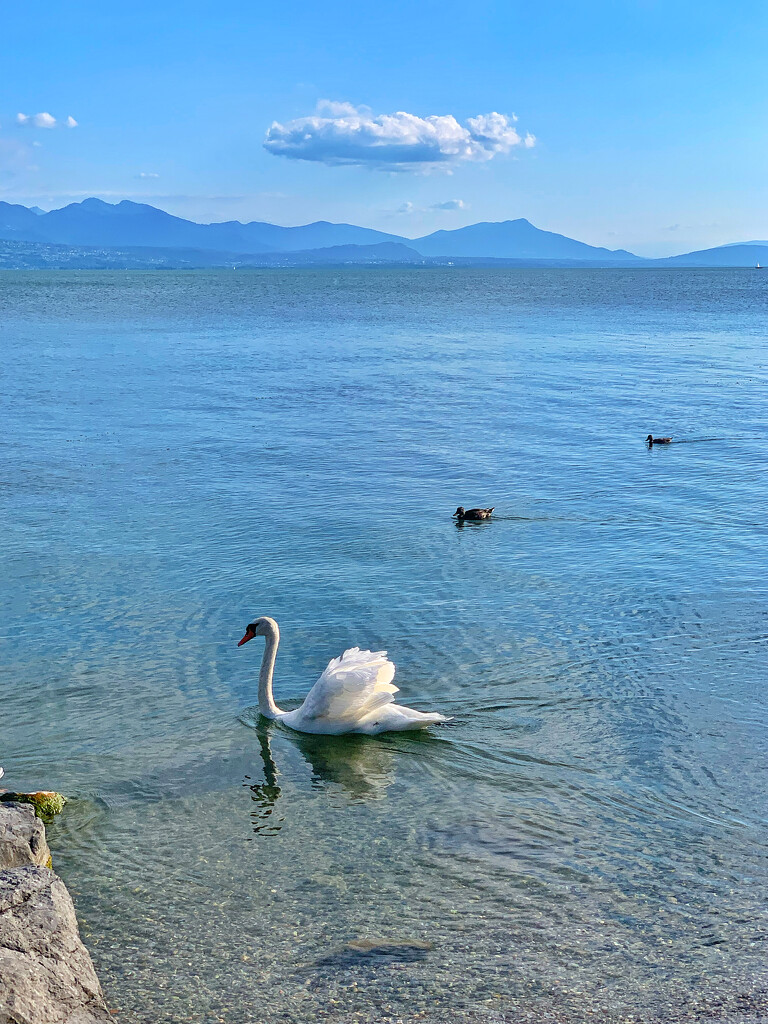 Swan lake.  by cocobella