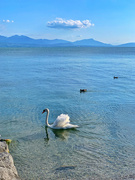30th Aug 2021 - Swan lake. 