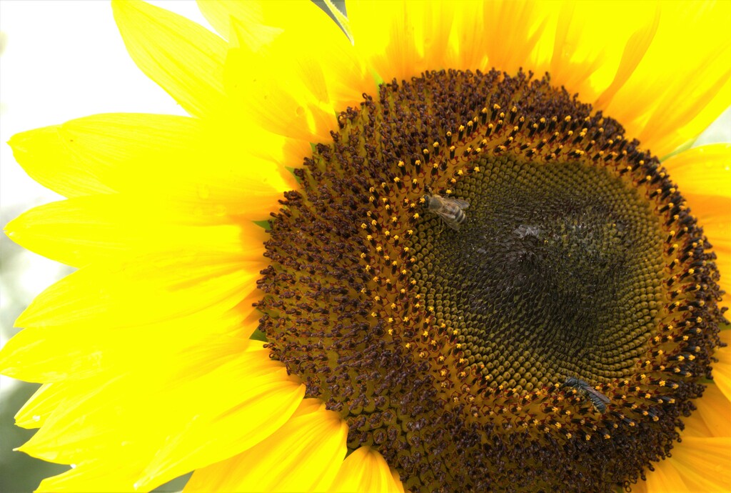 Sunflower and Bees  by radiogirl