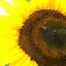 Sunflower and Bees  by radiogirl