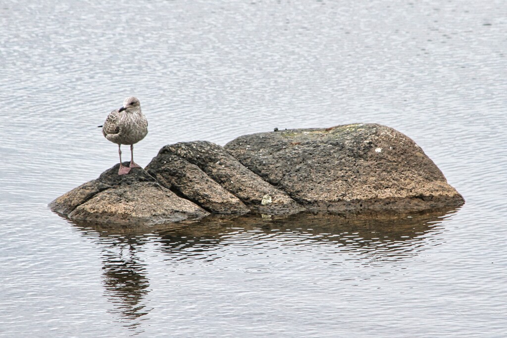 Bird on rocks by okvalle