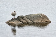 31st Aug 2010 - Bird on rocks