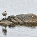 Bird on rocks by okvalle
