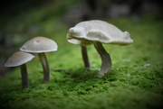 17th Aug 2021 - Day 229: Mushrooms ! 