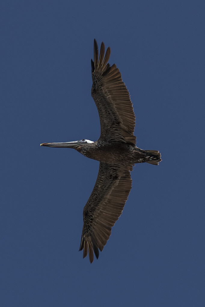 Pelican Ventral View by timerskine