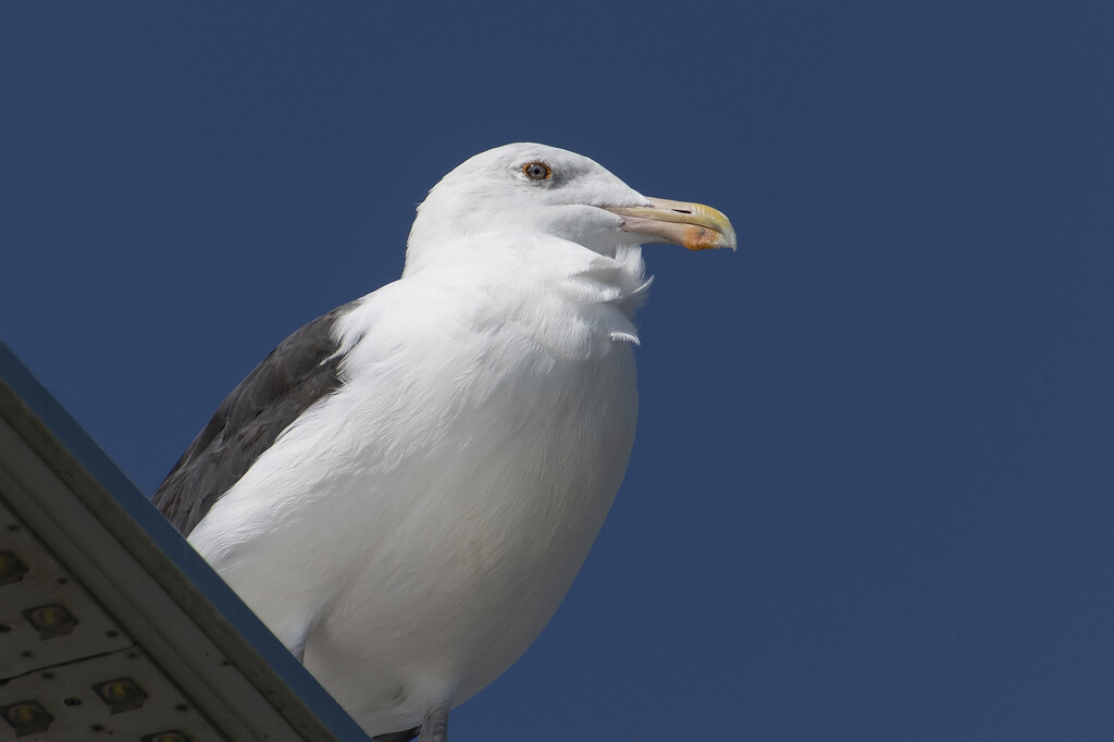 Giving Us the Seagull Eye by timerskine