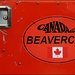 Beaver Car by olivetreeann