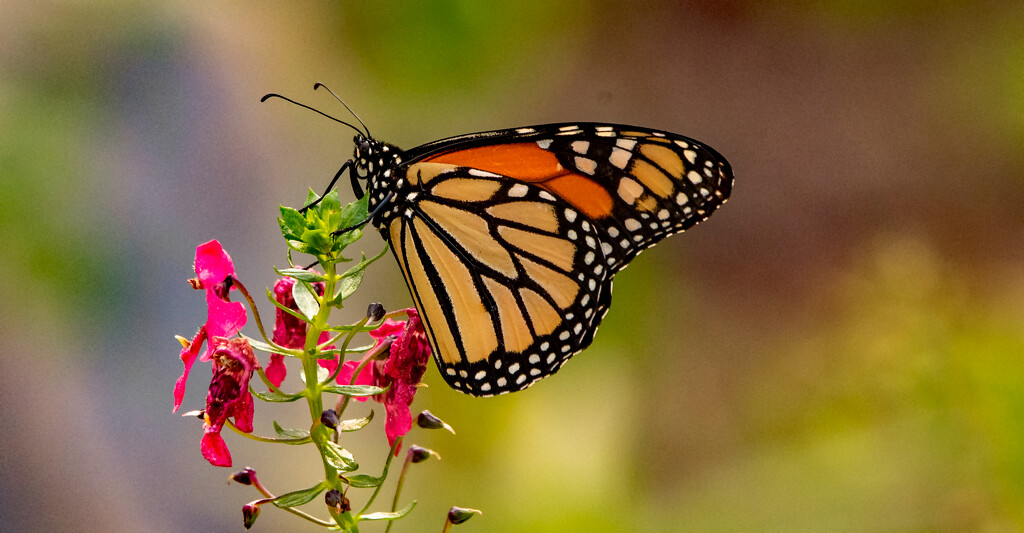 Monarch Butterfly Sipping the Nectar! by rickster549