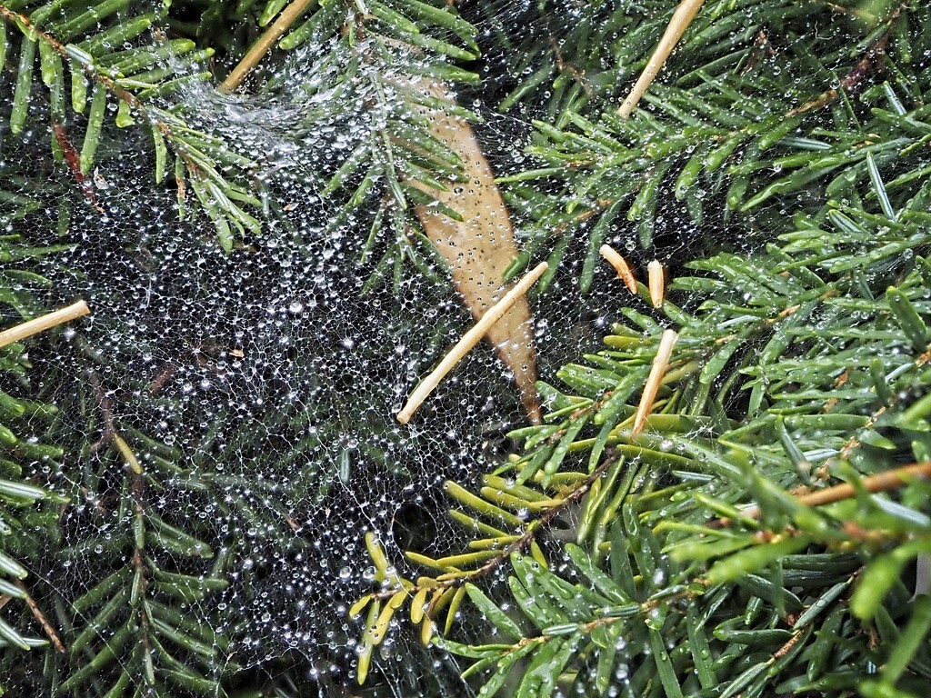 Wet Web by mitchell304