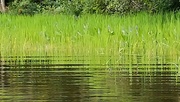 18th Aug 2021 - Lakeside Grass