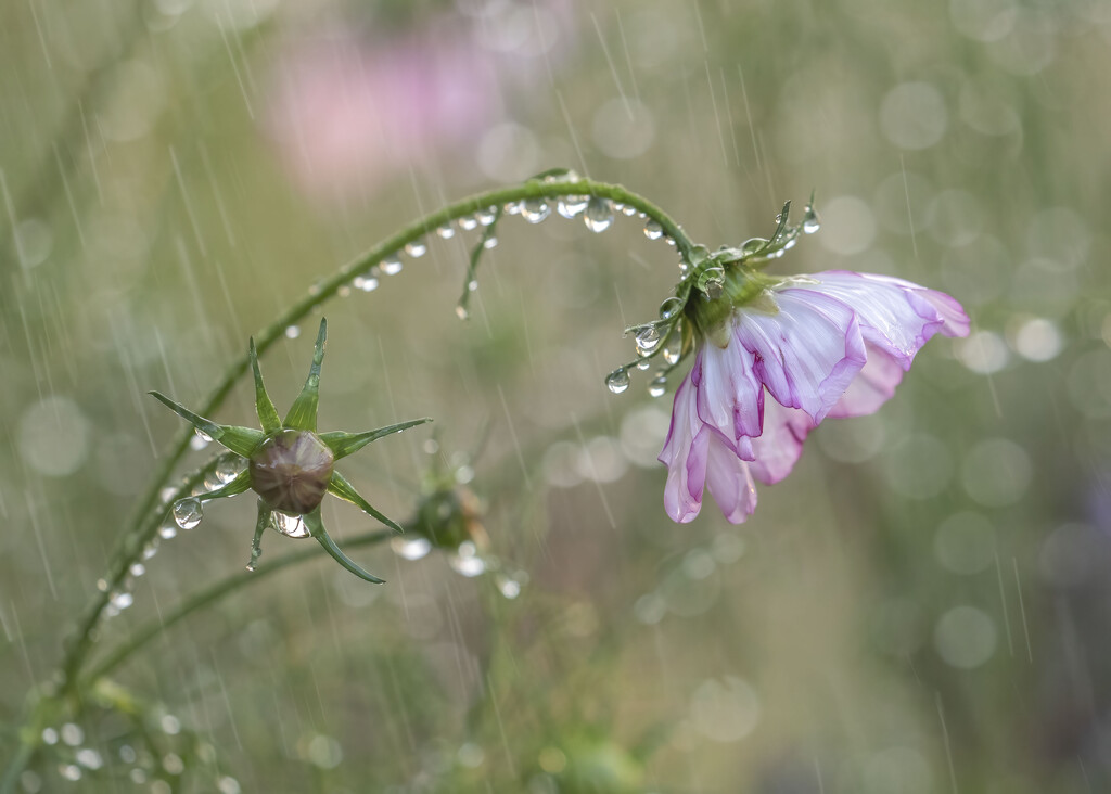 Cosmos bending under the weight of the rain by shepherdmanswife