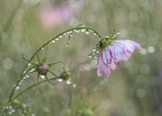 31st Aug 2021 - Cosmos bending under the weight of the rain