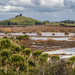 Wetlands with Hill Behind by nickspicsnz