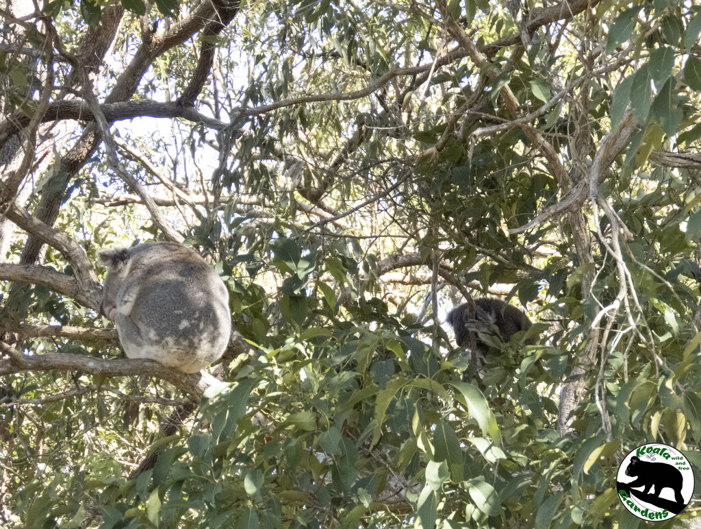 seems serene enough by koalagardens