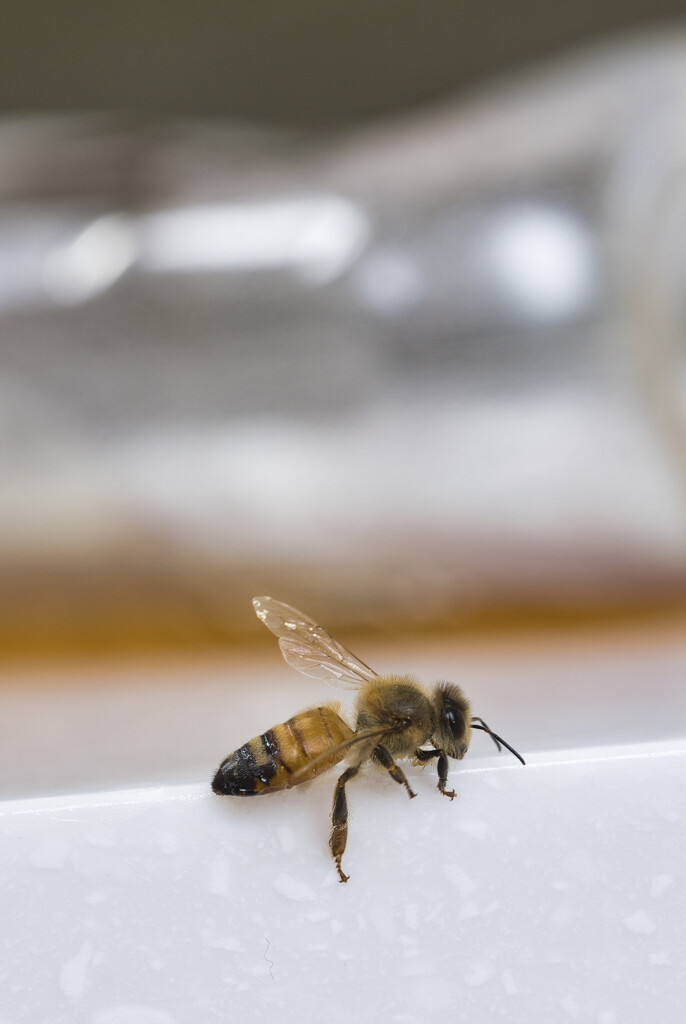 The Bee and the Honey Jar by dkbarnett