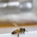 The Bee and the Honey Jar by dkbarnett