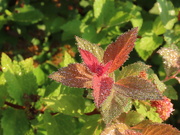 31st Aug 2021 - Morning dew